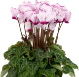 Ciklama 'Indiaka' (lat. Cyclamen persicum)