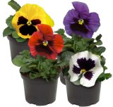 Mačeha (lat. Viola x wittrockiana)
