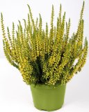 Jesenska vresa (lat. Calluna vulgaris)