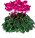 Ciklama 'Indiaka' (lat. Cyclamen persicum)