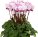 Ciklama 'Indiaka' (lat. Cyclamen persicum)